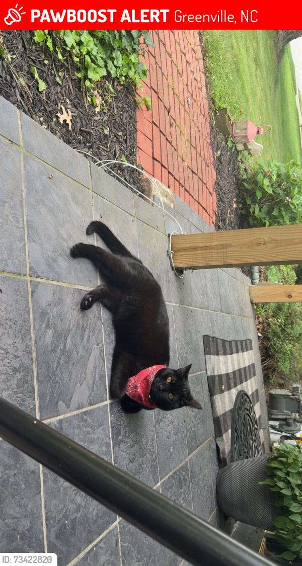 Lost Male Cat last seen 4th st and Pitt St, Greenville, NC 27834