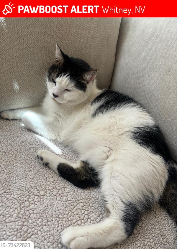 Lost Male Cat last seen Wetlands, Whitney, NV 89122