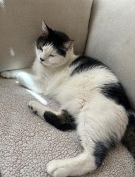 Lost Male Cat last seen Wetlands, Whitney, NV 89122