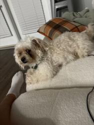 Lost Male Dog last seen Brandon mills, Greenville, SC 29611