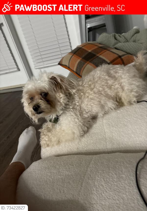 Lost Male Dog last seen Brandon mills, Greenville, SC 29611