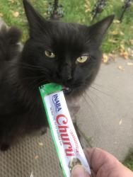 Found/Stray Male Cat last seen Near ave and 96st, Edmonton, AB T5E 5Z2