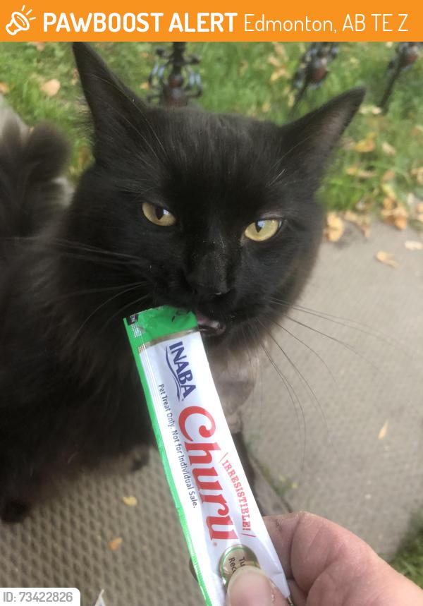Found/Stray Male Cat last seen Near ave and 96st, Edmonton, AB T5E 5Z2