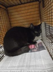 Shelter Stray Male Cat last seen , 14409 Vanowen St, Van Nuys, CA 91405, USA