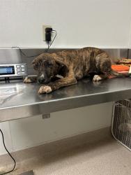 Shelter Stray Female Dog last seen Near BLOCK EL MIRAGE ST, BORON CA 93516, 3951 Fruitvale Ave, Bakersfield, CA 93308, USA