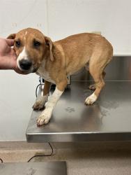 Shelter Stray Female Dog last seen Near BLOCK EL MIRAGE ST, BORON CA 93516, 3951 Fruitvale Ave, Bakersfield, CA 93308, USA