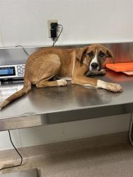 Shelter Stray Female Dog last seen Near BLOCK EL MIRAGE ST, BORON CA 93516, 3951 Fruitvale Ave, Bakersfield, CA 93308, USA