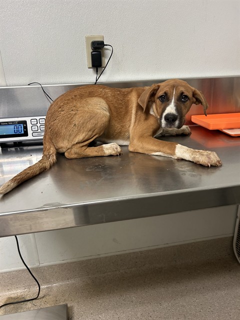 Shelter Stray Female Dog last seen Near BLOCK EL MIRAGE ST, BORON CA 93516, 3951 Fruitvale Ave, Bakersfield, CA 93308, USA