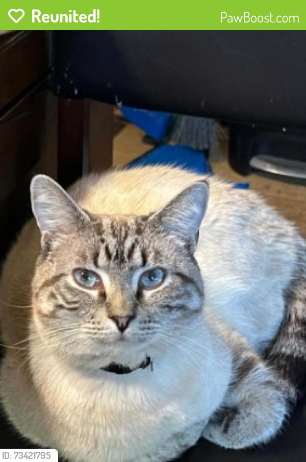 Reunited Male Cat last seen Stirling, Nashua, NH 03062