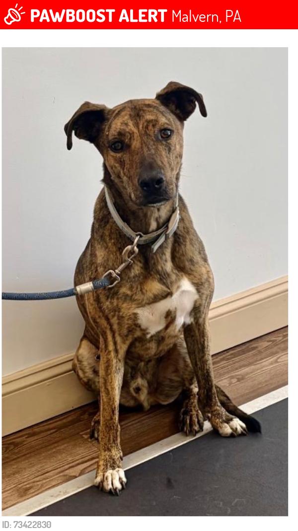 Lost Male Dog last seen George Lorimer Preserve at 1435 N Valley Rd, Malvern, PA 19355, Malvern, PA 19355