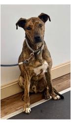 Lost Male Dog last seen George Lorimer Preserve at 1435 N Valley Rd, Malvern, PA 19355, Malvern, PA 19355