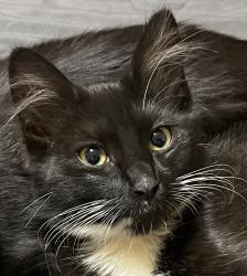 Lost Female Cat last seen Die Oupad & Main Avenue, Main Avenue & Goldman Street, Roodepoort, GP 1710