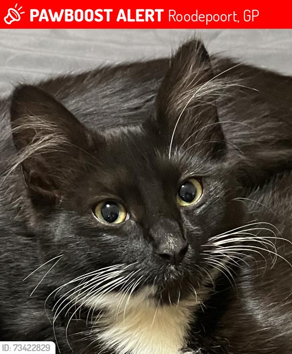 Lost Female Cat last seen Die Oupad & Main Avenue, Main Avenue & Goldman Street, Roodepoort, GP 1710