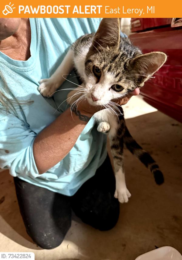 Found/Stray Male Cat last seen B Drive S & D Drive S, East Leroy, MI 49051