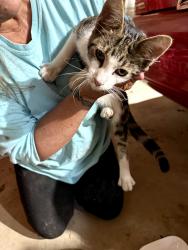 Found/Stray Male Cat last seen B Drive S & D Drive S, East Leroy, MI 49051