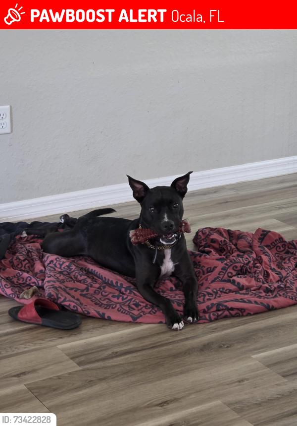 Lost Female Dog last seen 140th road rainbow park, Ocala, FL 34481