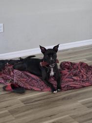 Lost Female Dog last seen 140th road rainbow park, Ocala, FL 34481