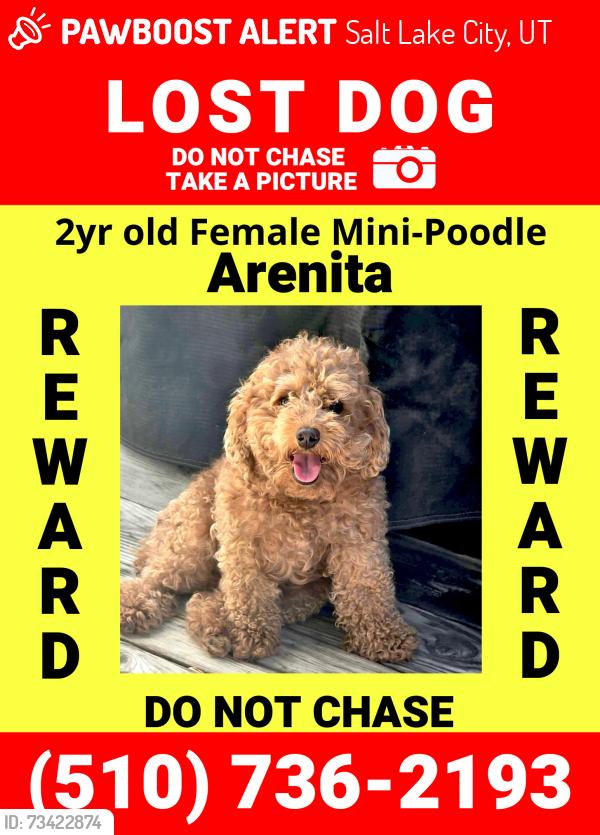 Lost Female Dog last seen Near S W Temple St, Salt Lake City, UT 84101, Salt Lake City, UT 84101