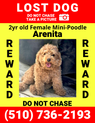 Lost Female Dog last seen Near S W Temple St, Salt Lake City, UT 84101, Salt Lake City, UT 84101