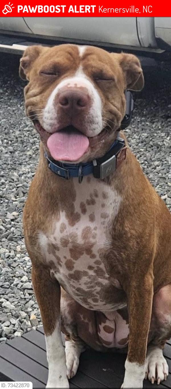 Lost Female Dog last seen BoJangles in Kernersville, NC, Kernersville, NC 27284