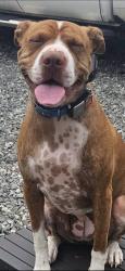 Lost Female Dog last seen BoJangles in Kernersville, NC, Kernersville, NC 27284