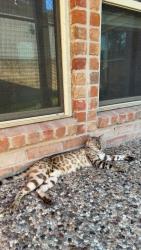 Lost Male Cat last seen Ashmere and terranova west drive, Spring, TX 77379