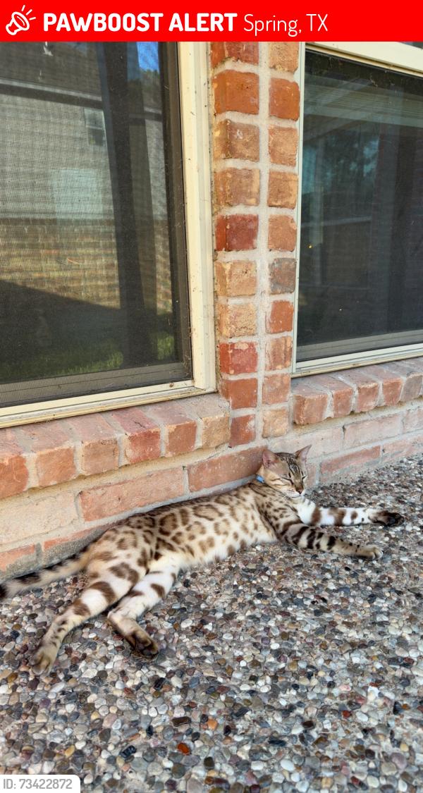 Lost Male Cat last seen Ashmere and terranova west drive, Spring, TX 77379