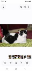 Reunited Female Cat last seen Se 170th pl, Renton, WA 98058