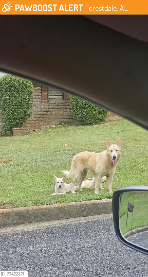 Found/Stray Male Dog last seen Roberta Circle, Forestdale, AL 35214