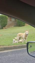 Found/Stray Male Dog last seen Roberta Circle, Forestdale, AL 35214