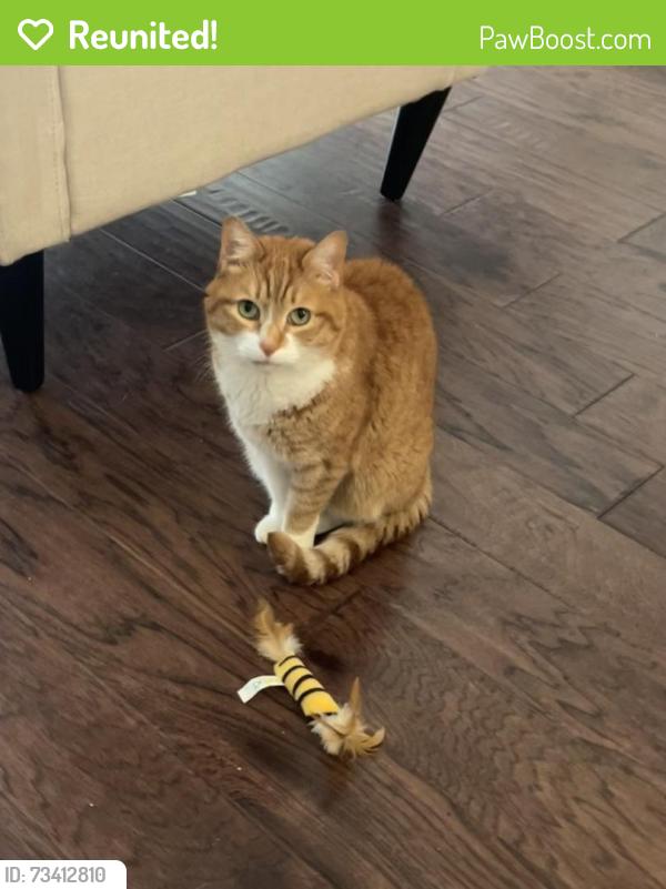 Reunited Female Cat last seen Juncture Apts at Bethany Bend and McGinnis Ferry, Alpharetta, GA 30004