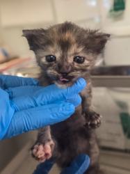 Shelter Stray Female Cat last seen Willow and Central, Fresno Zone Fresno CO 1A 93725, CA, 1510 W Dan Ronquillo Dr, Fresno, CA 93706, USA