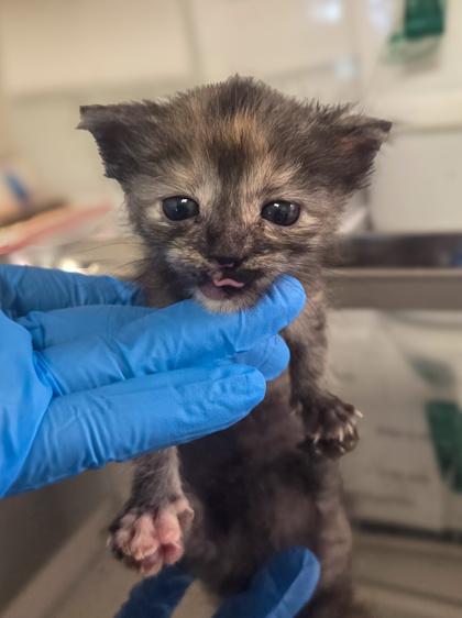 Shelter Stray Female Cat last seen Willow and Central, Fresno Zone Fresno CO 1A 93725, CA, 1510 W Dan Ronquillo Dr, Fresno, CA 93706, USA