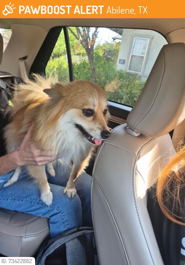 Found/Stray Female Dog last seen N 8th/Mulberry, Abilene, TX 79602