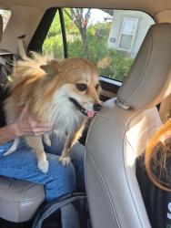 Found/Stray Female Dog last seen N 8th/Mulberry, Abilene, TX 79602