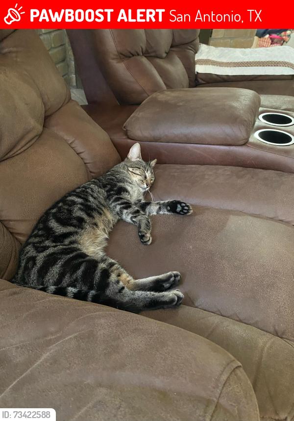 Lost Male Cat last seen Briggs Ave & Sumer Set, San Antonio, TX 78224