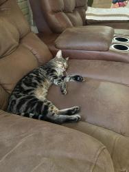 Lost Male Cat last seen Briggs Ave & Sumer Set, San Antonio, TX 78224