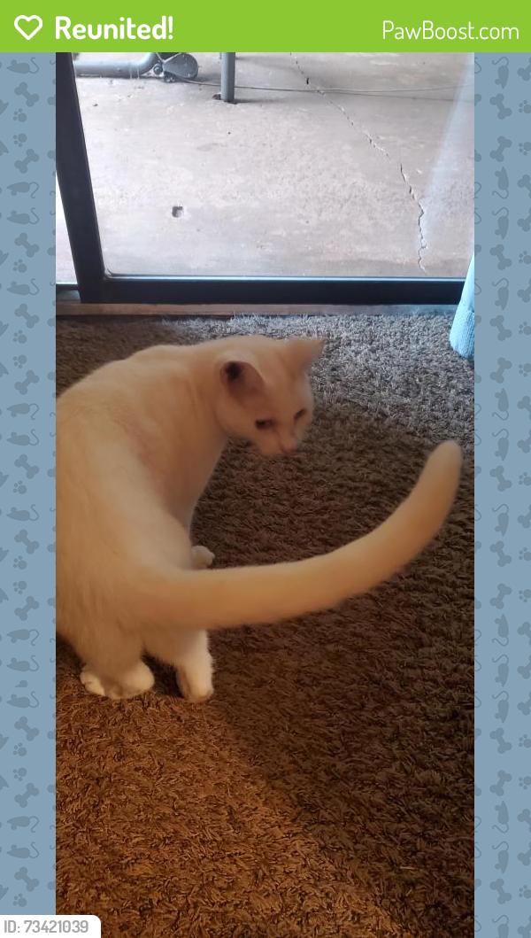 Reunited Female Cat last seen Rustwood Drive, Athens, GA 30606
