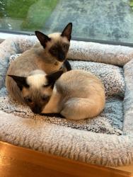 Reunited Male Cat last seen Trailside, spyglass hill, Ashland, MA 01721