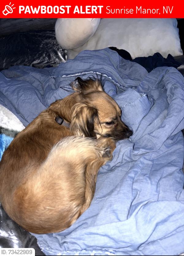 Lost Female Dog last seen Starbucks, Sunrise Manor, NV 89115