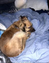 Lost Female Dog last seen Starbucks, Sunrise Manor, NV 89115