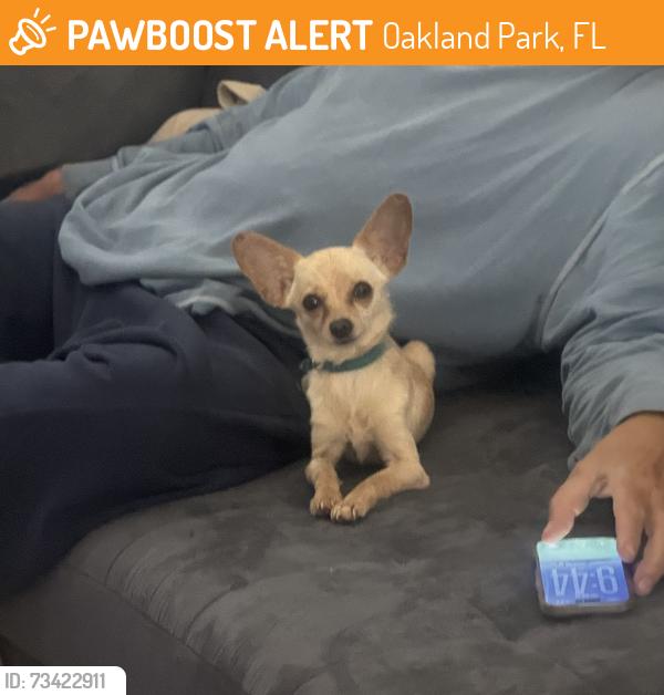 Found/Stray Female Dog last seen Near South Oakland Forest drive, Oakland Park, FL 33309