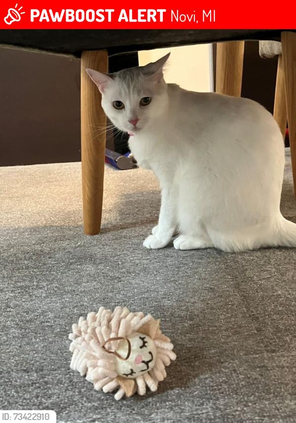 Lost Female Cat last seen Mainstreet village, Novi, MI 48375