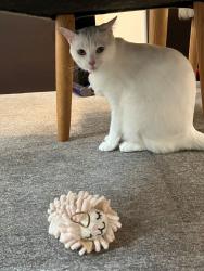 Lost Female Cat last seen Mainstreet village, Novi, MI 48375