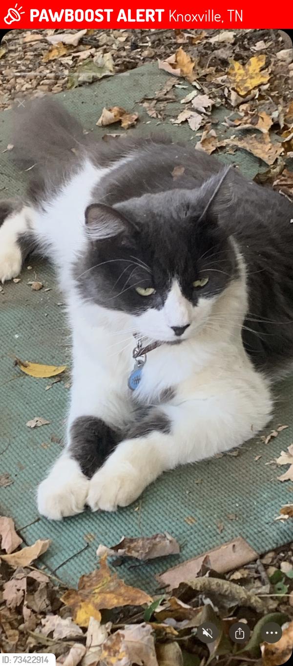 Lost Male Cat last seen 4th and Gill historic district, Knoxville, TN 37917