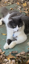Lost Male Cat last seen 4th and Gill historic district, Knoxville, TN 37917