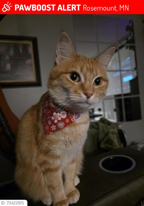 Lost Female Cat last seen Near dodd Blvd Rosemount mn, Rosemount, MN 55068