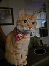 Lost Female Cat last seen Near dodd Blvd Rosemount mn, Rosemount, MN 55068