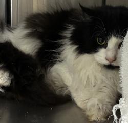 Shelter Stray Male Cat last seen OR, 1700 W Historic Columbia River Hwy, Troutdale, OR 97060, USA