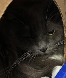 Shelter Stray Female Cat last seen OR, 1700 W Historic Columbia River Hwy, Troutdale, OR 97060, USA